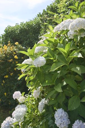 Photo 62- click for photo gallery